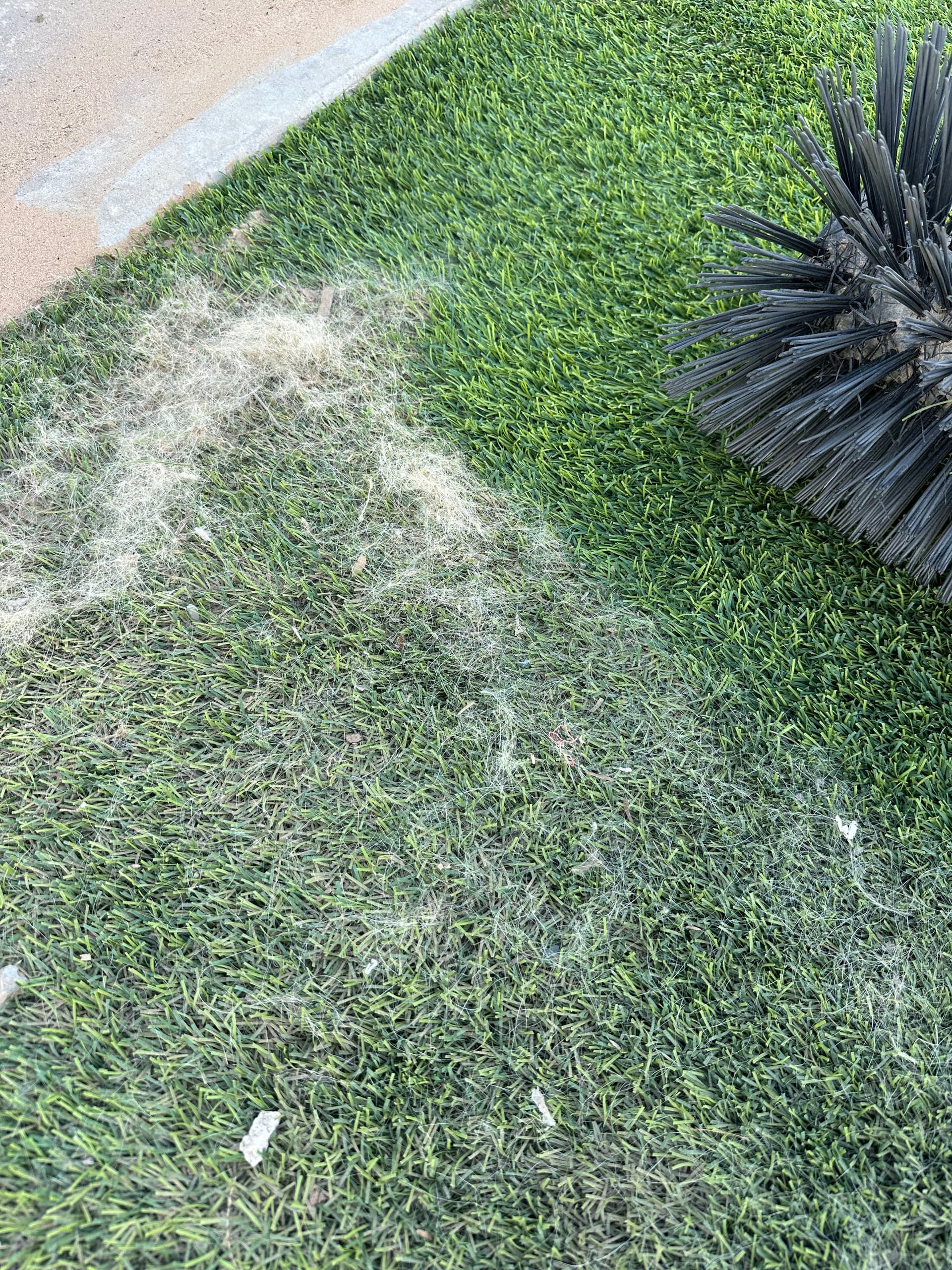 Artificial Turf Transformation with ShineTech Cleaning in Yuma
